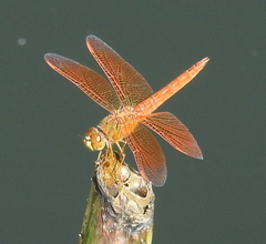 Brachythemis contaminata