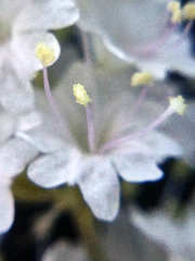 Boerhavia xantii