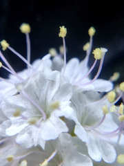 Boerhavia xantii