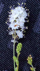 Boerhavia xantii