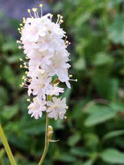 Boerhavia xantii