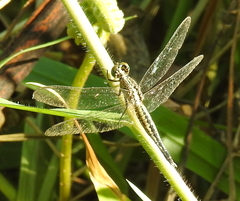 Acisoma panorpoides