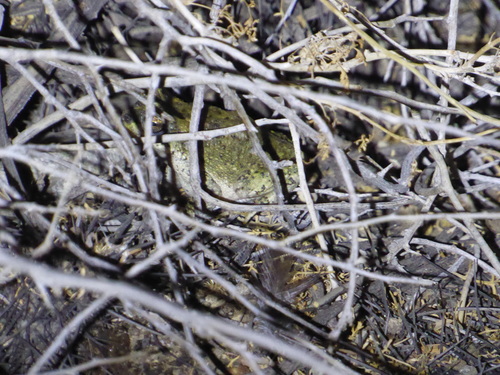 iNaturalist observation photo of Red-spotted Toad