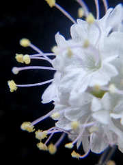 Boerhavia xantii
