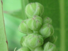 Lactuca indica