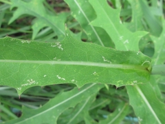 Lactuca indica