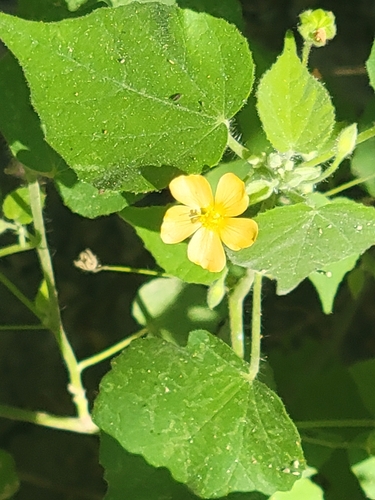 Viscid mallow (Abutilon viscosum)