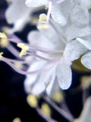 Boerhavia xantii