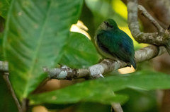 Lepidothrix coronata
