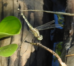 Diplacodes trivialis