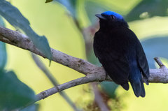 Lepidothrix coronata