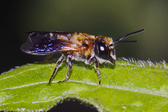 Callomegachile