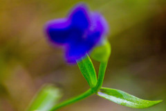 Gentianopsis barbata