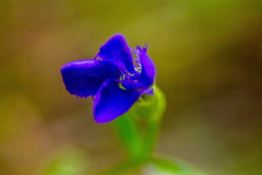 Gentianopsis barbata