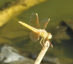Brachythemis contaminata