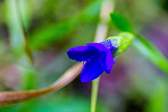 Gentianopsis barbata