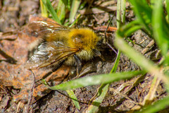 Bombus consobrinus