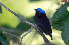 Lepidothrix coronata
