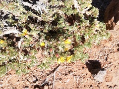 Asteraceae