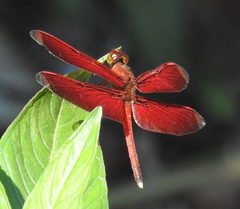 Neurothemis manadensis