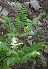 Pteris tripartita