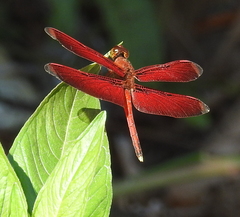 Neurothemis manadensis