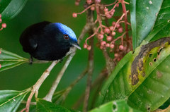 Lepidothrix coronata