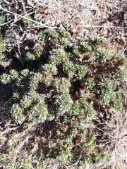 Asteraceae