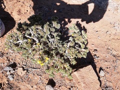 Asteraceae