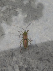 Homoeocerus bipunctatus