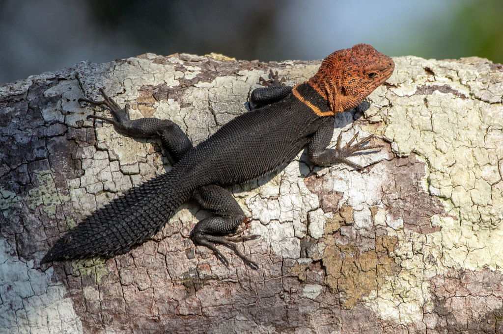 Tropical Thornytail Iguana