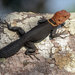 Tropical Thornytail Iguana - Photo (c) Phil Kahler, some rights reserved (CC BY-NC), uploaded by Phil Kahler