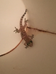 Hemidactylus turcicus