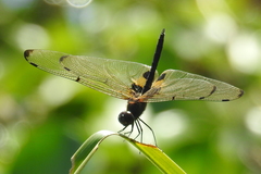 Rhyothemis phyllis snelleni