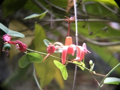 Passiflora murucuja