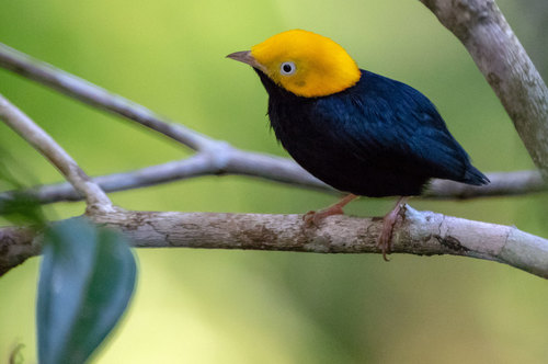 Golden-headed Manakin