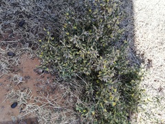 Melolobium microphyllum