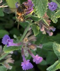 Apis mellifera
