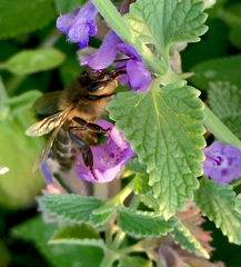 Apis mellifera