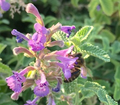 Apis mellifera