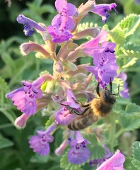 Apis mellifera
