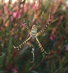 Argiope trifasciata