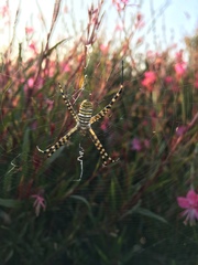 Argiope trifasciata