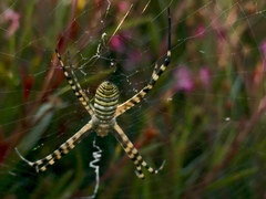 Argiope trifasciata