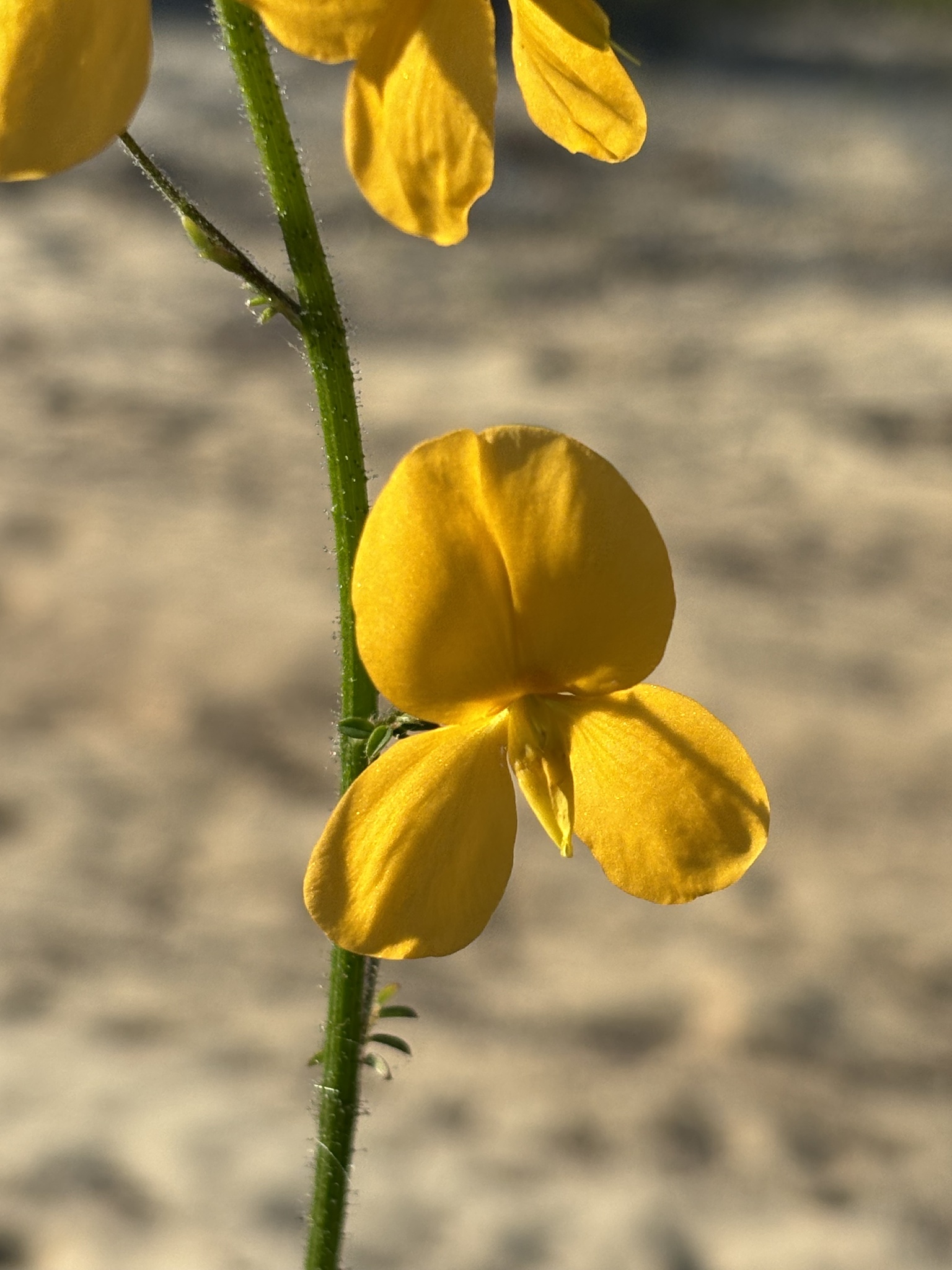 Chapmannia floridana