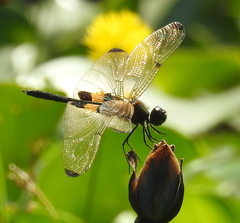 Rhyothemis phyllis snelleni