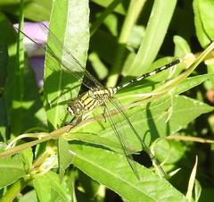 Orthetrum serapia
