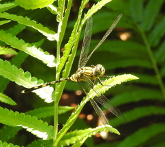 Orthetrum serapia