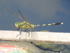 Orthetrum serapia