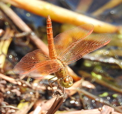 Brachythemis contaminata